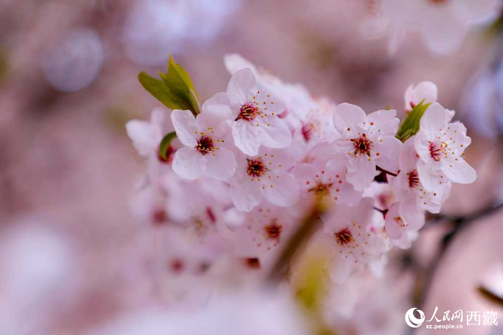 桃花盛開惹人醉。人民網(wǎng)記者 次仁羅布攝