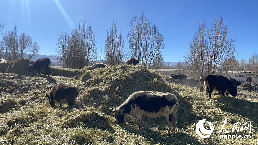 長所鄉(xiāng)森嘎村村民的牲畜在食用新鮮飼草。人民網(wǎng)記者 郝潔攝