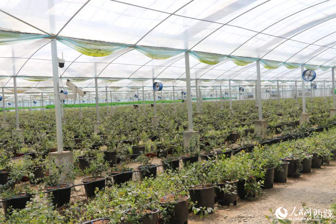 戈壁田園藍(lán)莓工業(yè)化種植基地。次仁龍布攝