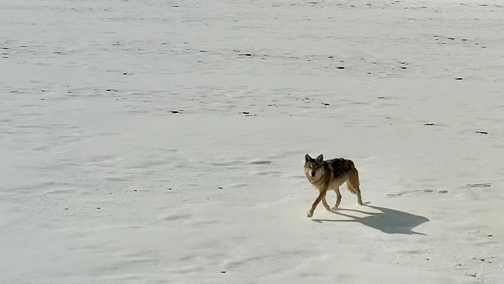 雪地里的阿里“狼”。