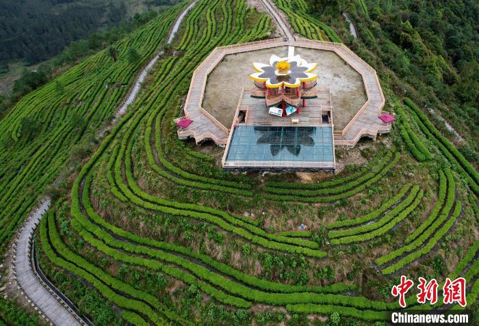 圖為西藏林芝市墨脫縣背崩鄉(xiāng)格林村山頂?shù)木坝^茶園。(無(wú)人機(jī)照片) 李林 攝